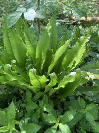 Asplenium scolopendrium image