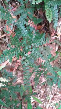 Adiantum flabellulatum image