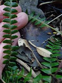 Austroblechnum penna-marina subsp. penna-marina image