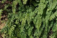 Adiantum cunninghamii image