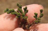 Selaginella rupestris image