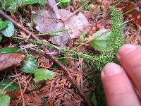 Dendrolycopodium dendroideum image