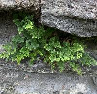 Asplenium ruta-muraria image