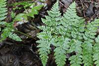 Dryopteris expansa image