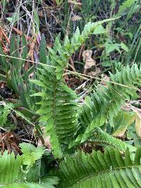 Polystichum imbricans image