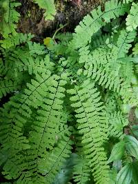 Adiantum aleuticum image