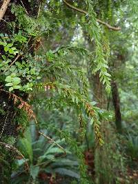 Tmesipteris tannensis image