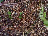 Lindsaea linearis image