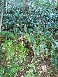 Austroblechnum norfolkianum image