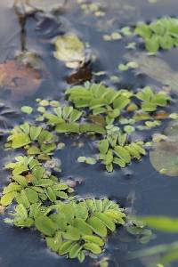 Salvinia natans image