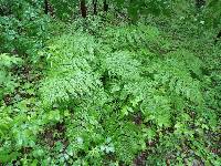 Dryopteris expansa image