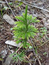 Dendrolycopodium dendroideum image