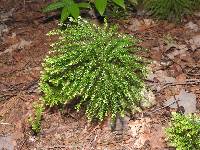 Dendrolycopodium dendroideum image