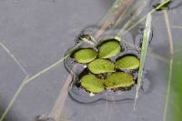 Salvinia natans image