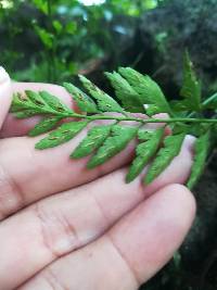 Asplenium adiantum-nigrum image