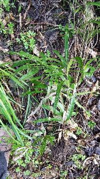 Pteris cretica image