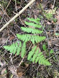 Gymnocarpium robertianum image