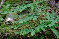 Adiantum aleuticum image