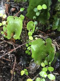 Hymenophyllum nephrophyllum image