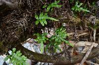 Polypodium scouleri image