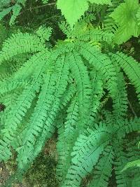 Adiantum aleuticum image