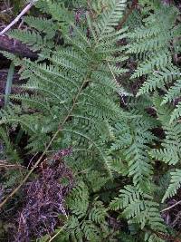 Pteris tremula image