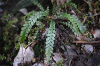 Austroblechnum membranaceum image