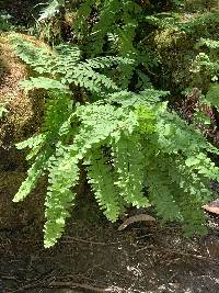 Adiantum aleuticum image