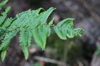 Dryopteris borreri image