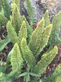 Polystichum lemmonii image