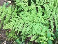 Dryopteris expansa image