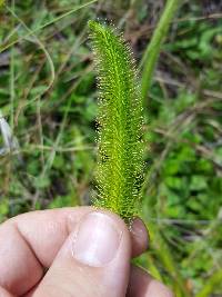 Lycopodiella alopecuroides image