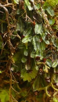 Hymenophyllum armstrongii image