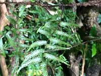 Arthropteris tenella image