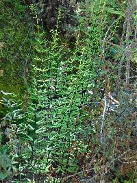 Pellaea ternifolia subsp. brandegeei image
