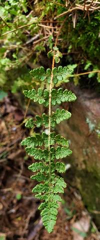 Woodsia ilvensis image