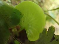 Hymenophyllum nephrophyllum image