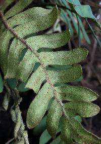 Pleopeltis michauxiana image