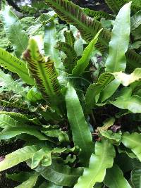 Asplenium scolopendrium image