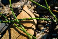 Equisetum nelsonii image