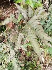 Dryopteris varia image