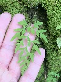 Cryptogramma stelleri image