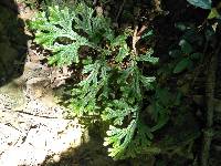 Selaginella doederleinii image