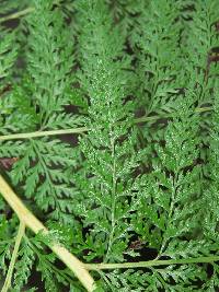 Dennstaedtia glauca image