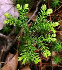 Dendrolycopodium dendroideum image