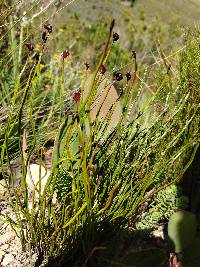 Schizaea pectinata image