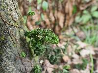 Hymenophyllum villosum image