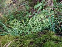 Asplenium flaccidum image