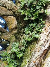 Polypodium scouleri image