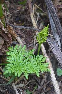 Sceptridium robustum image